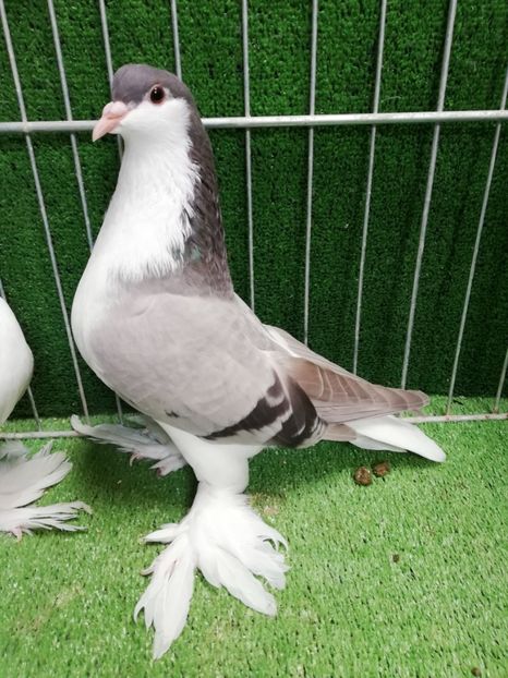  - Lahore pentru 2019