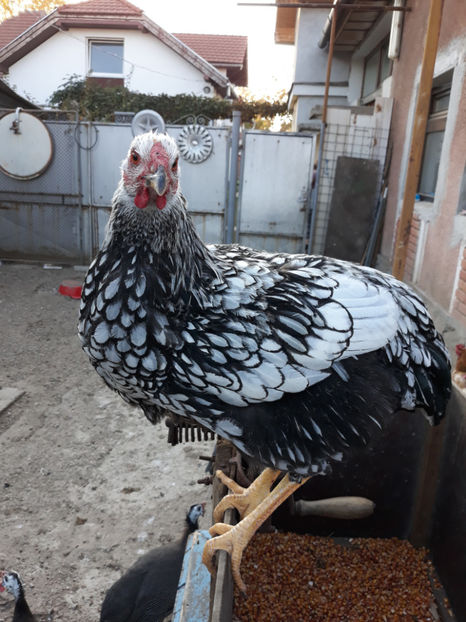 20181009_175051[1] - Generatia de toamna la ferma Santa
