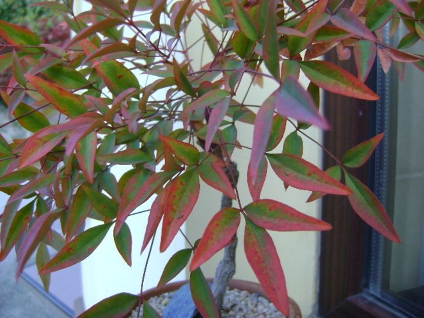 Nandina domestica Nana - Bonsai si prebonsai 2018-2020