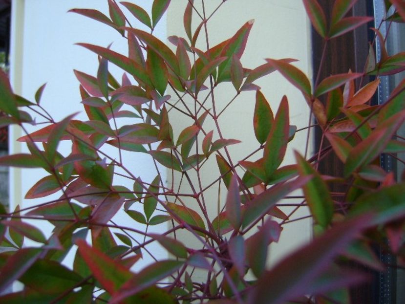 Nandina domestica Nana - Bonsai si prebonsai 2018-2020