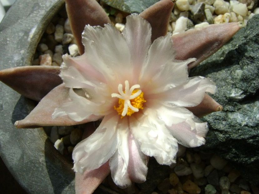 Ariocarpus retusus - Cactusi 2018 continuare