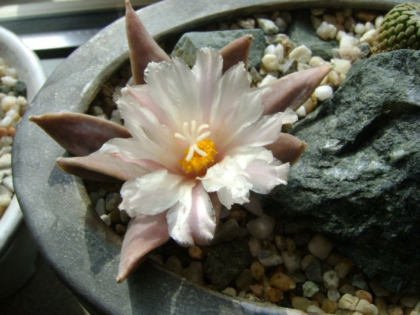 Ariocarpus retusus - Cactusi 2018 continuare