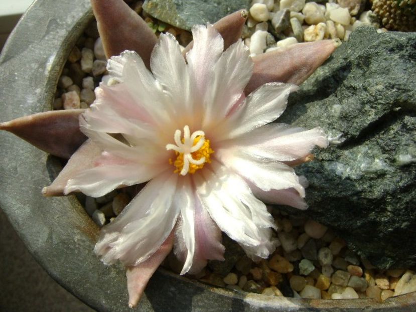Ariocarpus retusus - Cactusi 2018 continuare