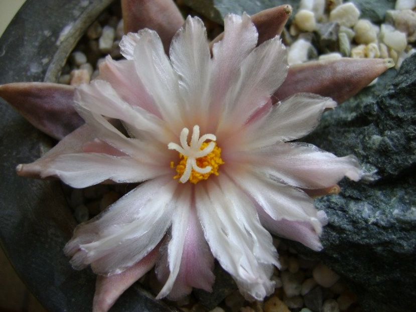 Ariocarpus retusus - Cactusi 2018 continuare