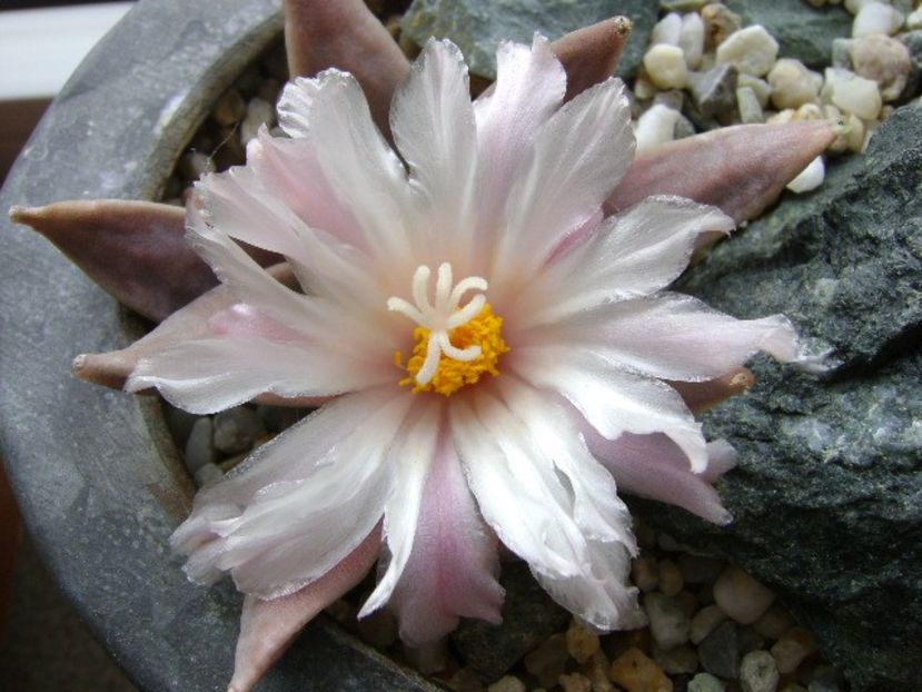 Ariocarpus retusus - Cactusi 2018 continuare