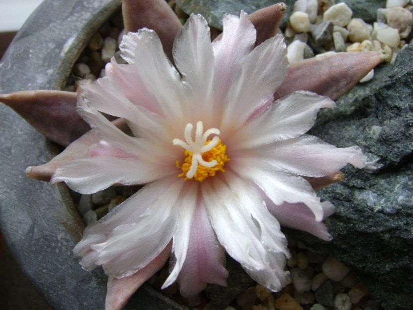 Ariocarpus retusus - Cactusi 2018 continuare