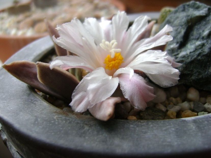 Ariocarpus retusus - Cactusi 2018 continuare