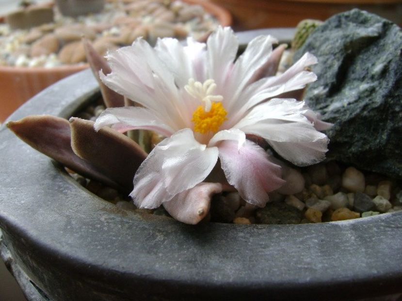 Ariocarpus retusus - Cactusi 2018 continuare