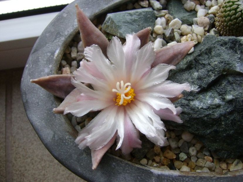 Ariocarpus retusus - Cactusi 2018 continuare