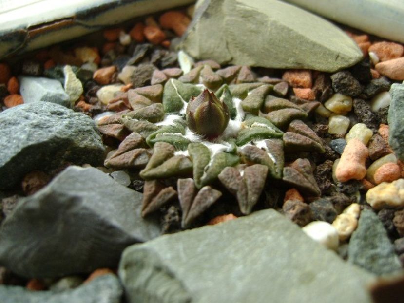 Ariocarpus kotschoubeyanus v. albiflorus - Cactusi 2018 continuare