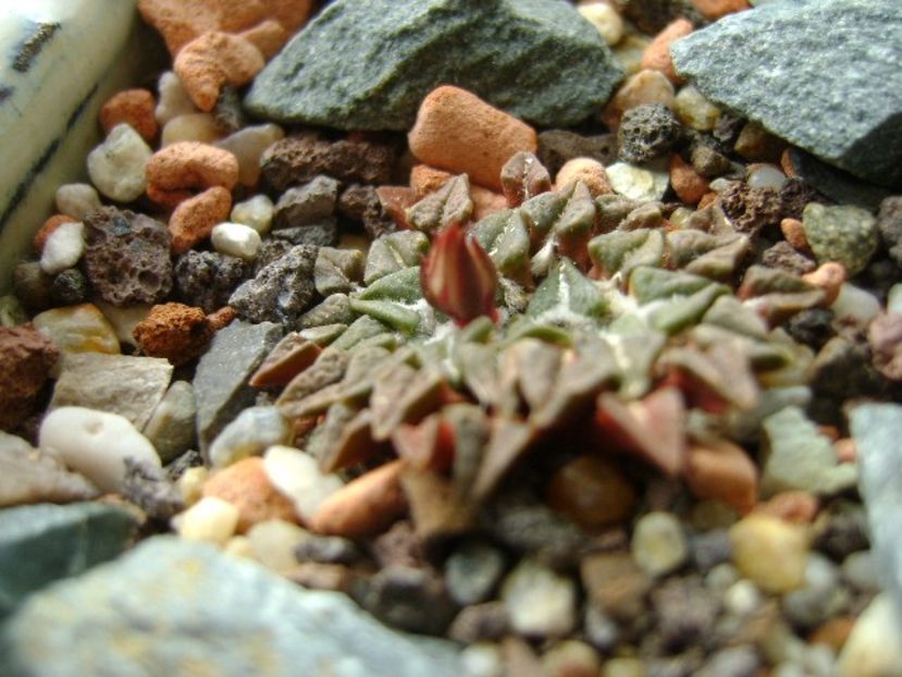 Ariocarpus kotschoubeyanus v. macdowellii - Cactusi 2018 continuare