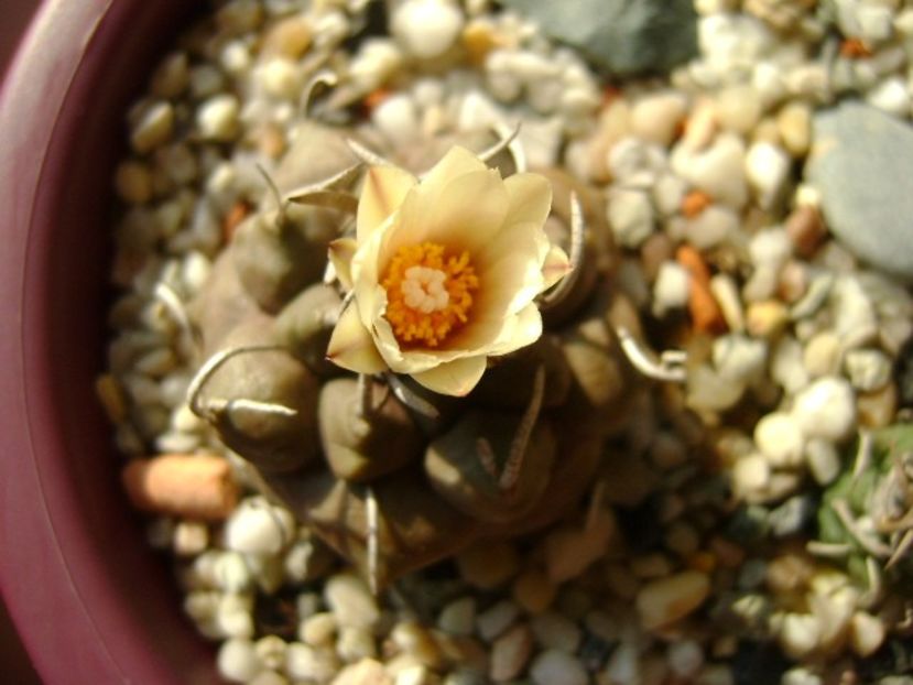 Turbinicarpus macrochele v. screvispinum - Cactusi 2018 continuare