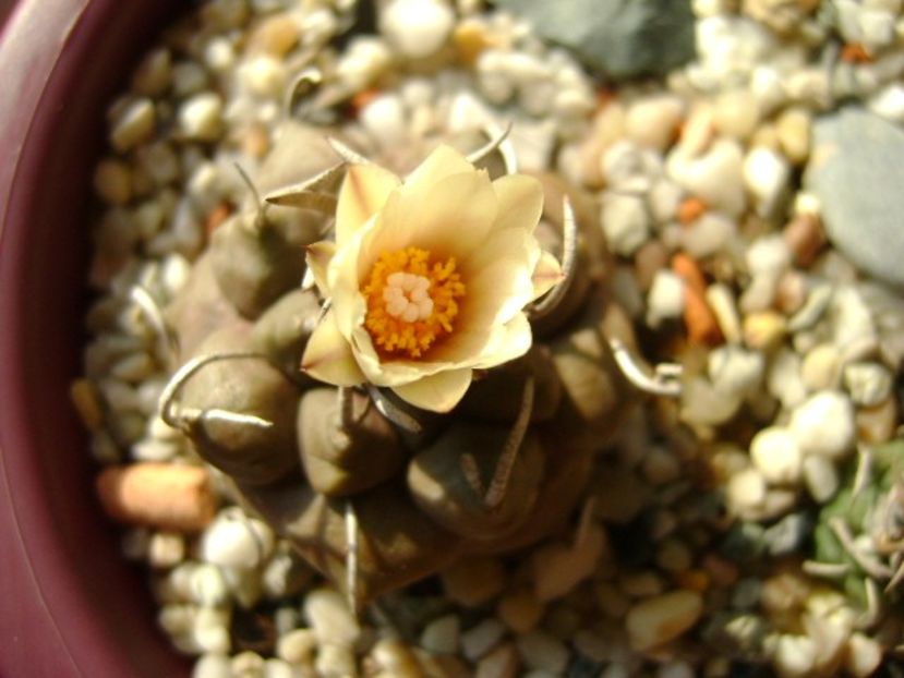 Turbinicarpus macrochele v. screvispinum - Cactusi 2018 continuare