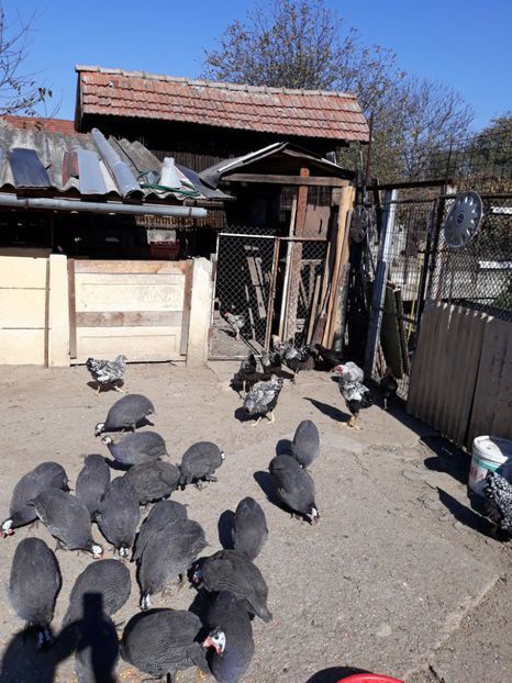 20181013_132943[1] - Generatia de toamna la ferma Santa