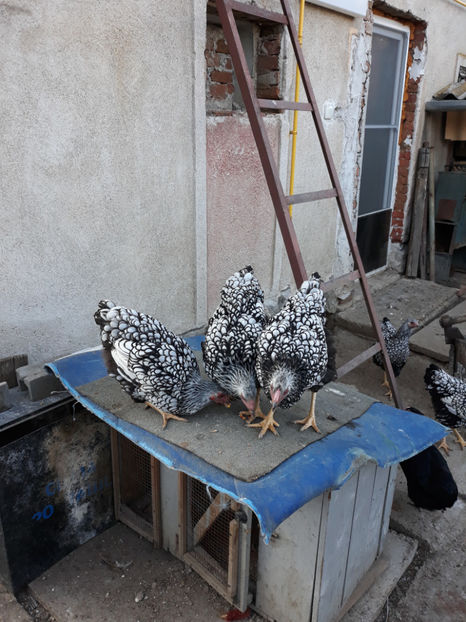 20181009_175058[1] - Generatia de toamna la ferma Santa