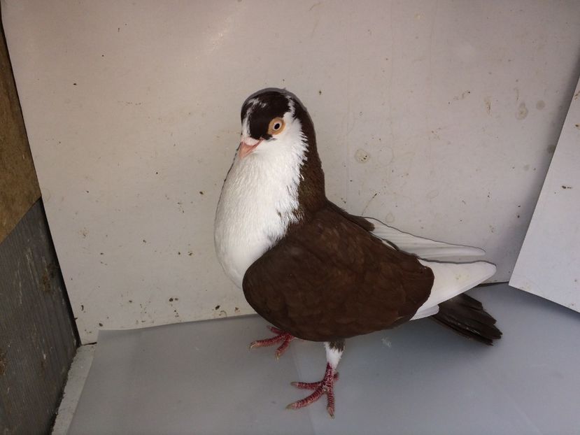 7060  mascul  2018_1 - tineret 2018