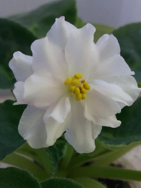 19 oct - ZZ RS Amulet sport