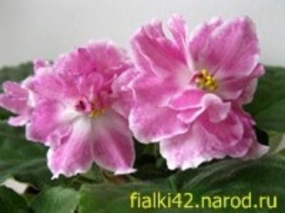 RS Amulet poza net - ZZ RS Amulet sport