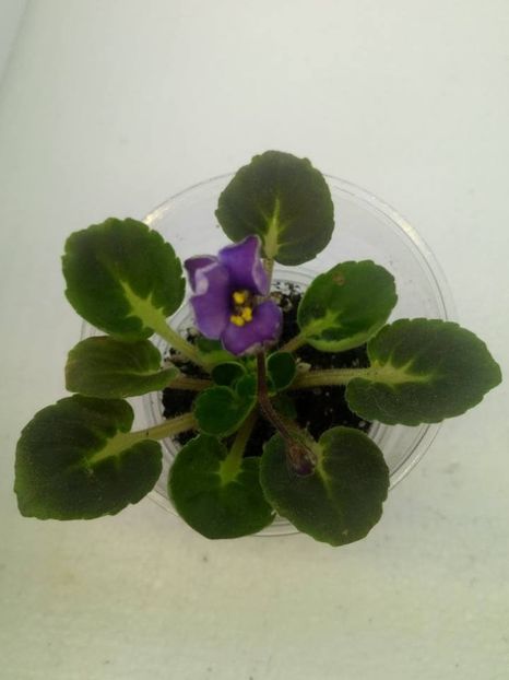 14 oct - ZZ Cupie Doll