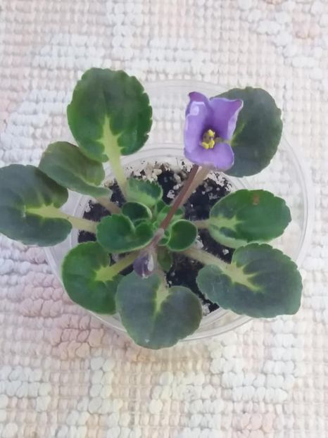 19 oct - ZZ Cupie Doll