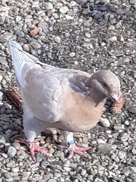  - Pui americani 2018