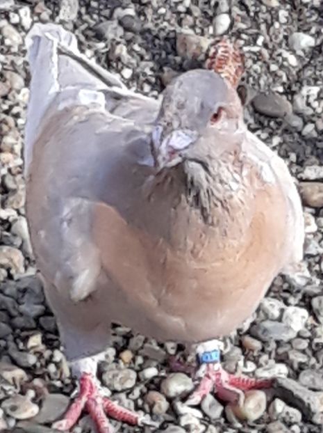  - Pui americani 2018