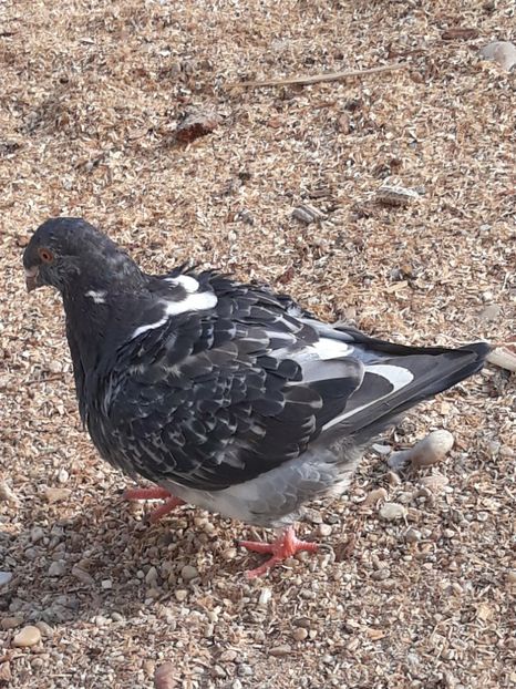  - Pui americani 2018