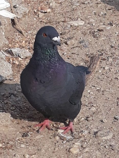  - Pui americani 2018