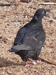  - Pui americani 2018