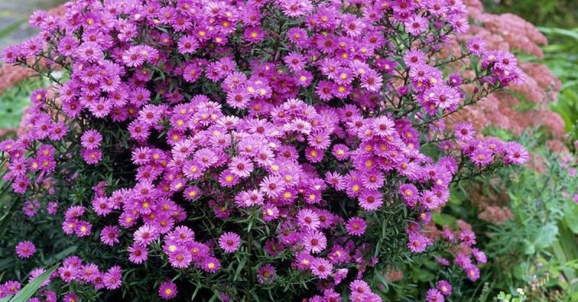 aster jenny - Achizitii perene