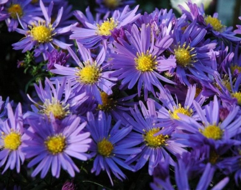 aster lady in blue - Achizitii perene