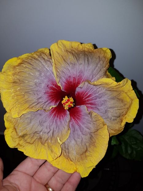  - HIBISCUS 2018