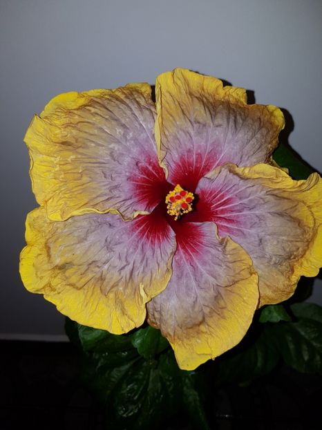  - HIBISCUS 2018