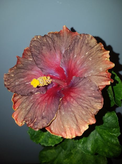  - HIBISCUS 2018