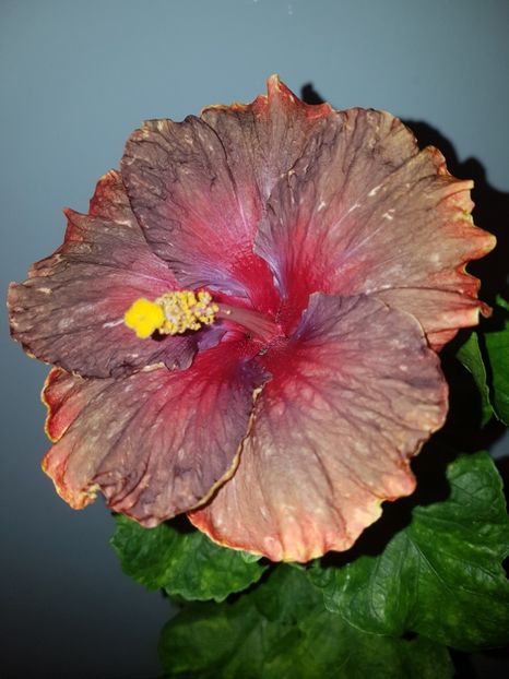  - HIBISCUS 2018