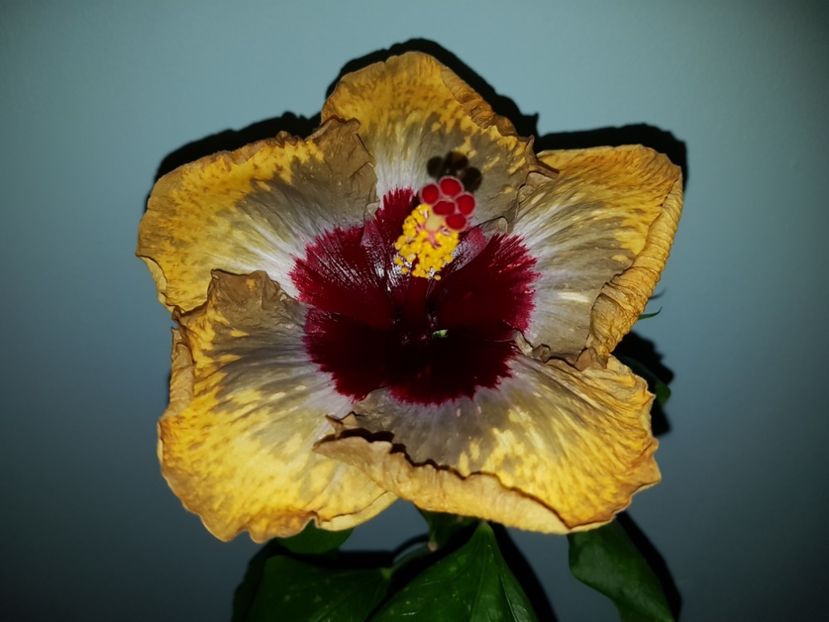  - HIBISCUS 2018