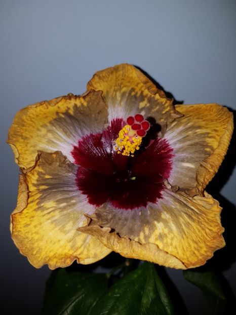  - HIBISCUS 2018