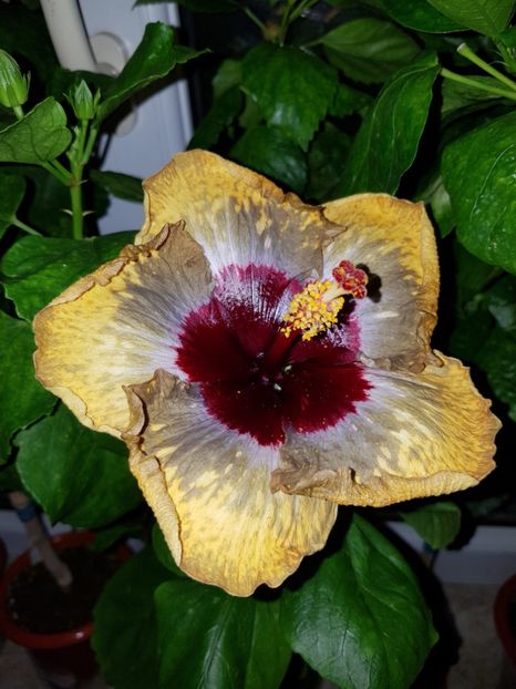  - HIBISCUS 2018