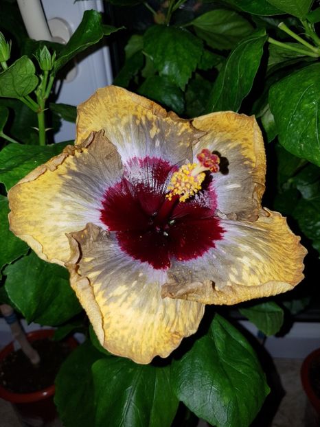  - HIBISCUS 2018
