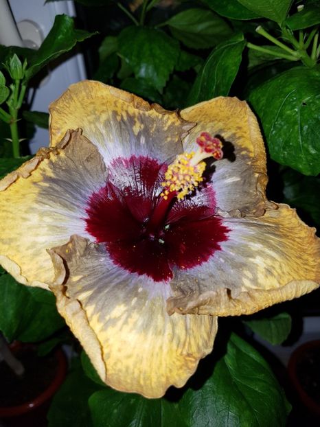  - HIBISCUS 2018