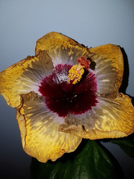  - Hibiscus Shiva