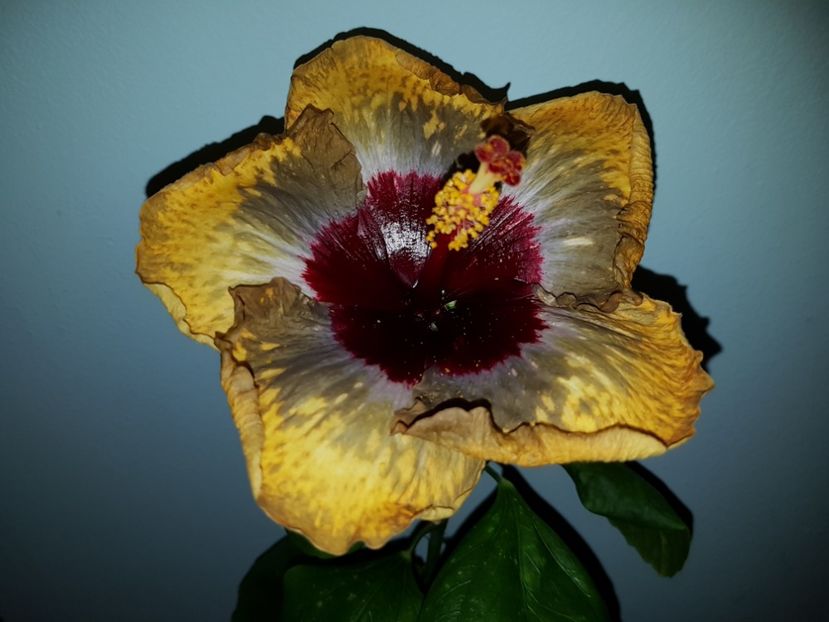  - Hibiscus Shiva