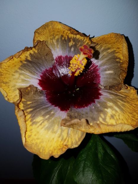  - Hibiscus Shiva