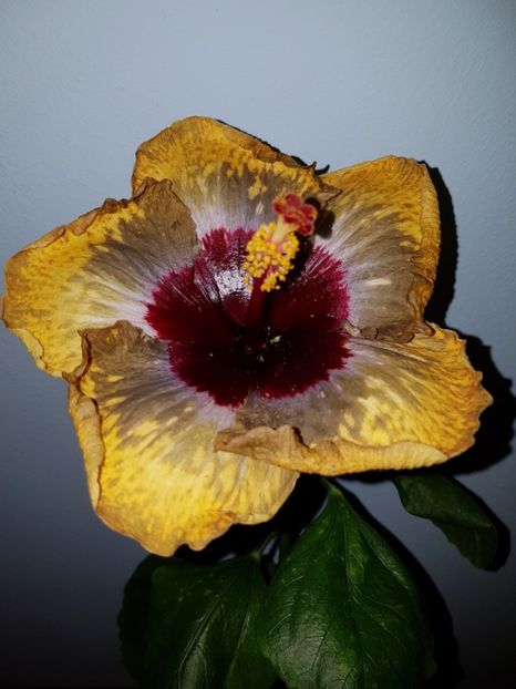  - Hibiscus Shiva