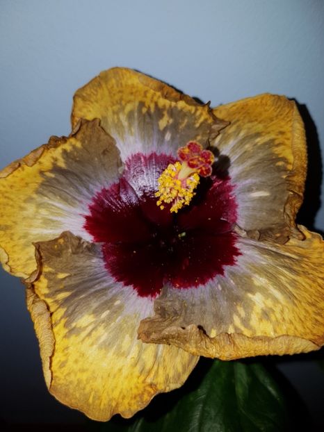  - Hibiscus Shiva