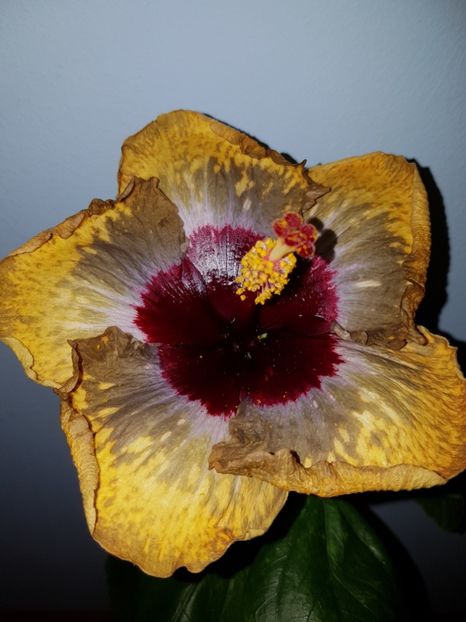  - Hibiscus Shiva