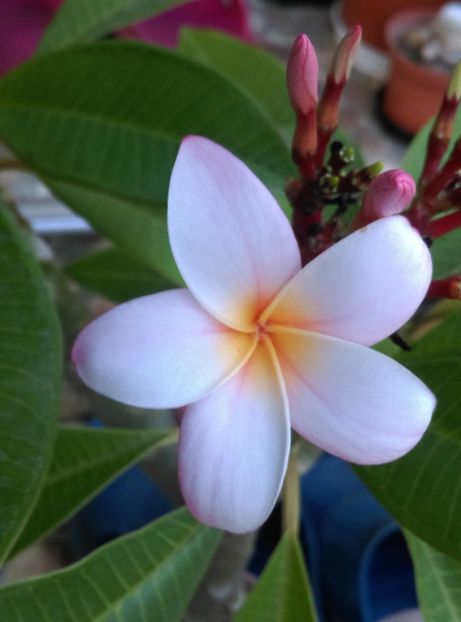  - Plumeria 2018