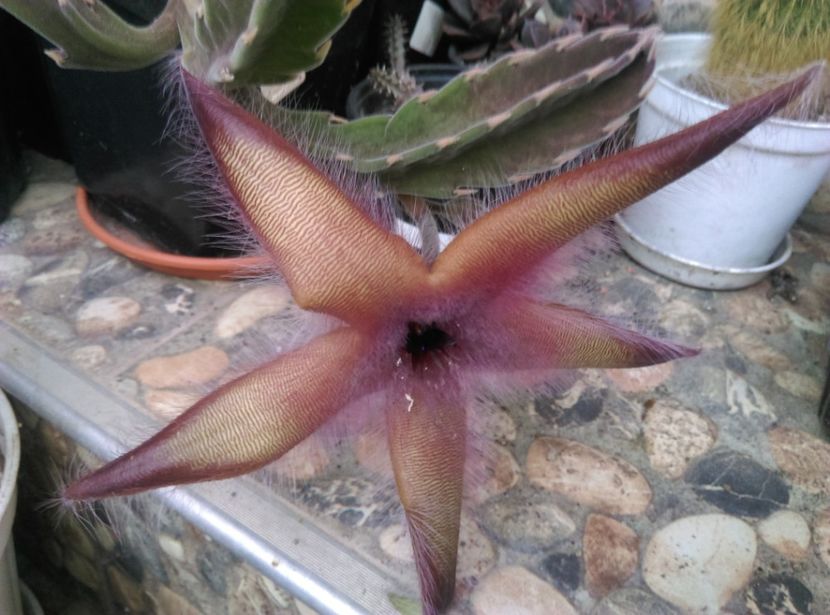  - Cactusi si suculente 2018