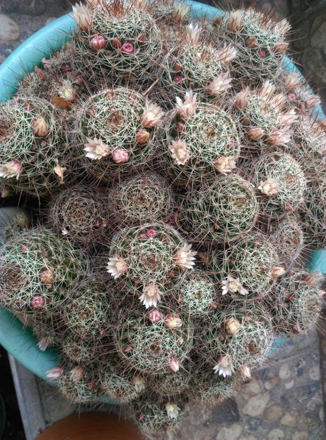  - Cactusi si suculente 2018