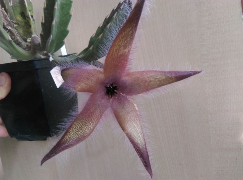  - Cactusi si suculente 2018